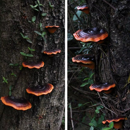 5Pcs Resin Mushroom Tree Hugger Ganoderma Figurines Tree Sculpture Dark Mushroom Yard Decor Fairy Mushroom Garden Decorations