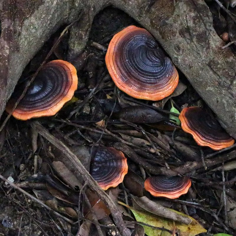 5Pcs Resin Mushroom Tree Hugger Ganoderma Figurines Tree Sculpture Dark Mushroom Yard Decor Fairy Mushroom Garden Decorations