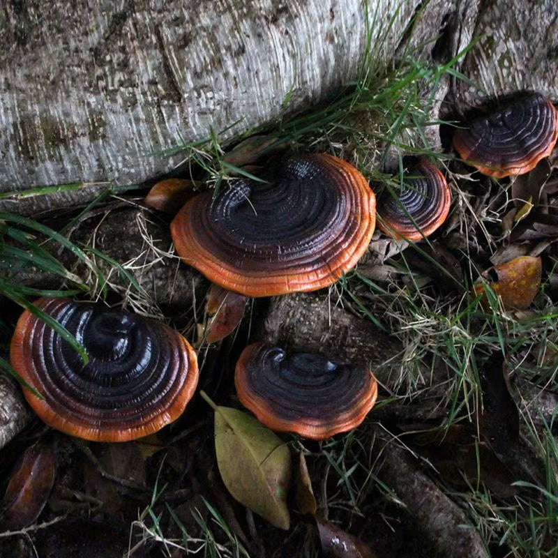 5Pcs Resin Mushroom Tree Hugger Ganoderma Figurines Tree Sculpture Dark Mushroom Yard Decor Fairy Mushroom Garden Decorations