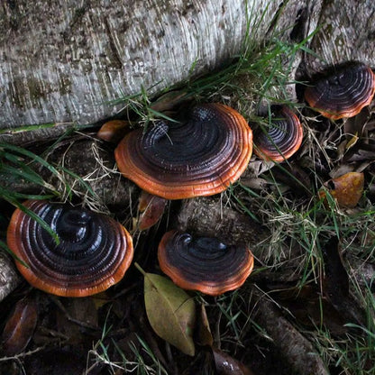 5Pcs Resin Mushroom Tree Hugger Ganoderma Figurines Tree Sculpture Dark Mushroom Yard Decor Fairy Mushroom Garden Decorations